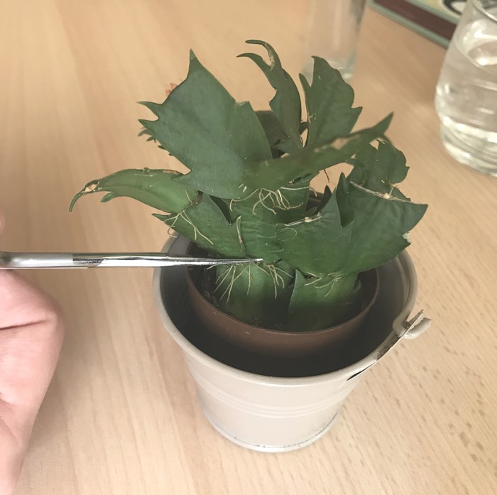 Coupe Bouture Schlumbergera cactus de noel