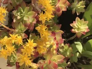 Fleur de sedum Palmeri