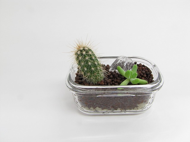 Succulente cactus pot en verre