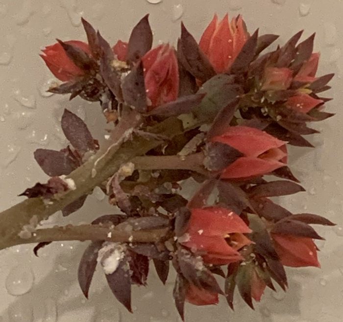 Cochenilles sur fleurs de succulentes