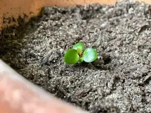 Petite pousse de pilea peperomiodes