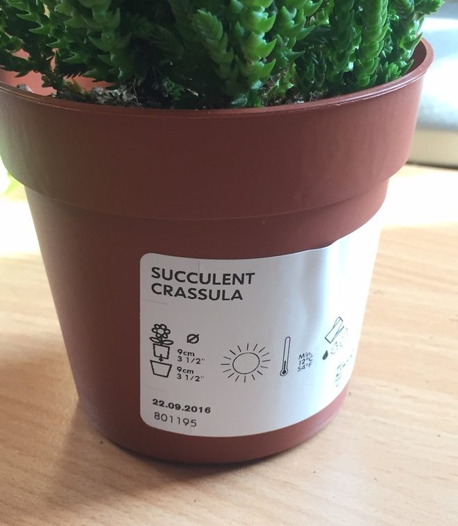 étiquette ikea succulente crassula