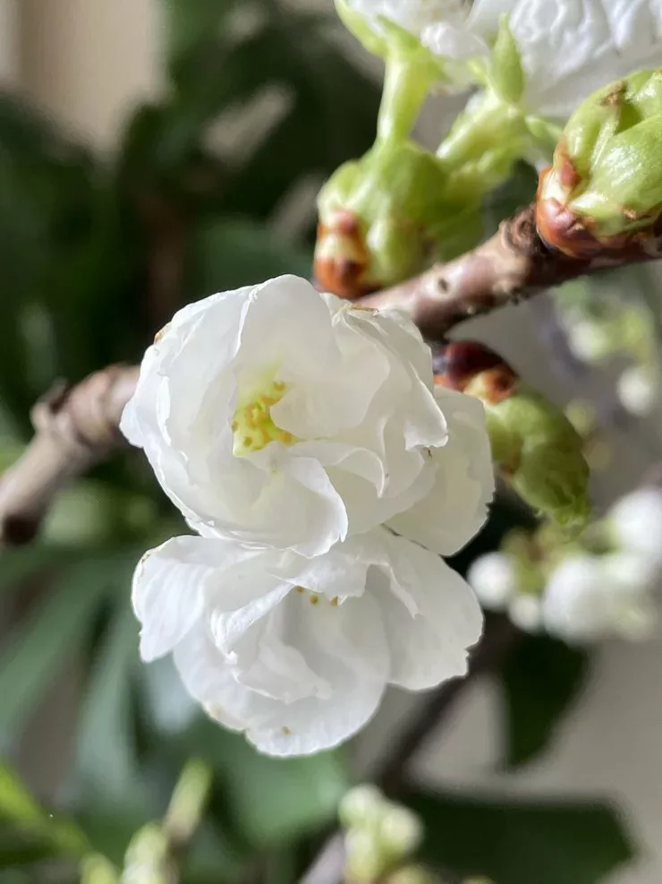 fleurs blanches de prunus printemps 2021 mars