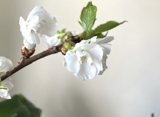 floraison de prunus avec le printemps