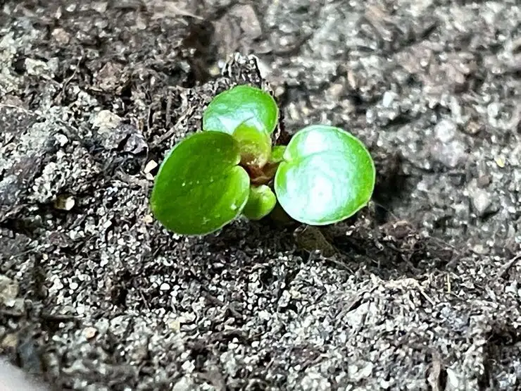 petit pied de pilea peperomioides