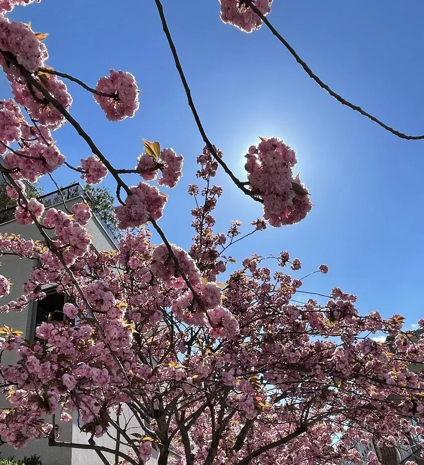 rue du rpc reverend gilbert arbres cerisiers japonais fleuris avril Z021