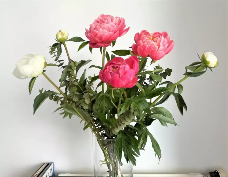 bouquet de fleurs fraiches pivoines roses et blanches