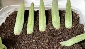 boutures de feuilles de senecio plante grasse