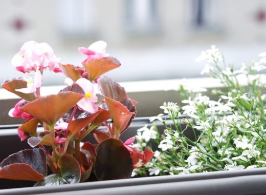 begonia et campanules blanches sur notre balcon asnierois