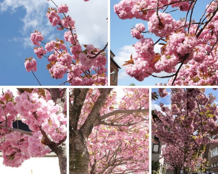 cerisiers japonais asnieres sur seine avril 2022