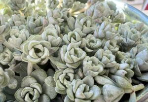 sedum spathulifolium cape blanco