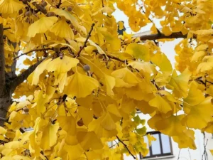 Ginkgo biloba feuilles jaunes en hiver