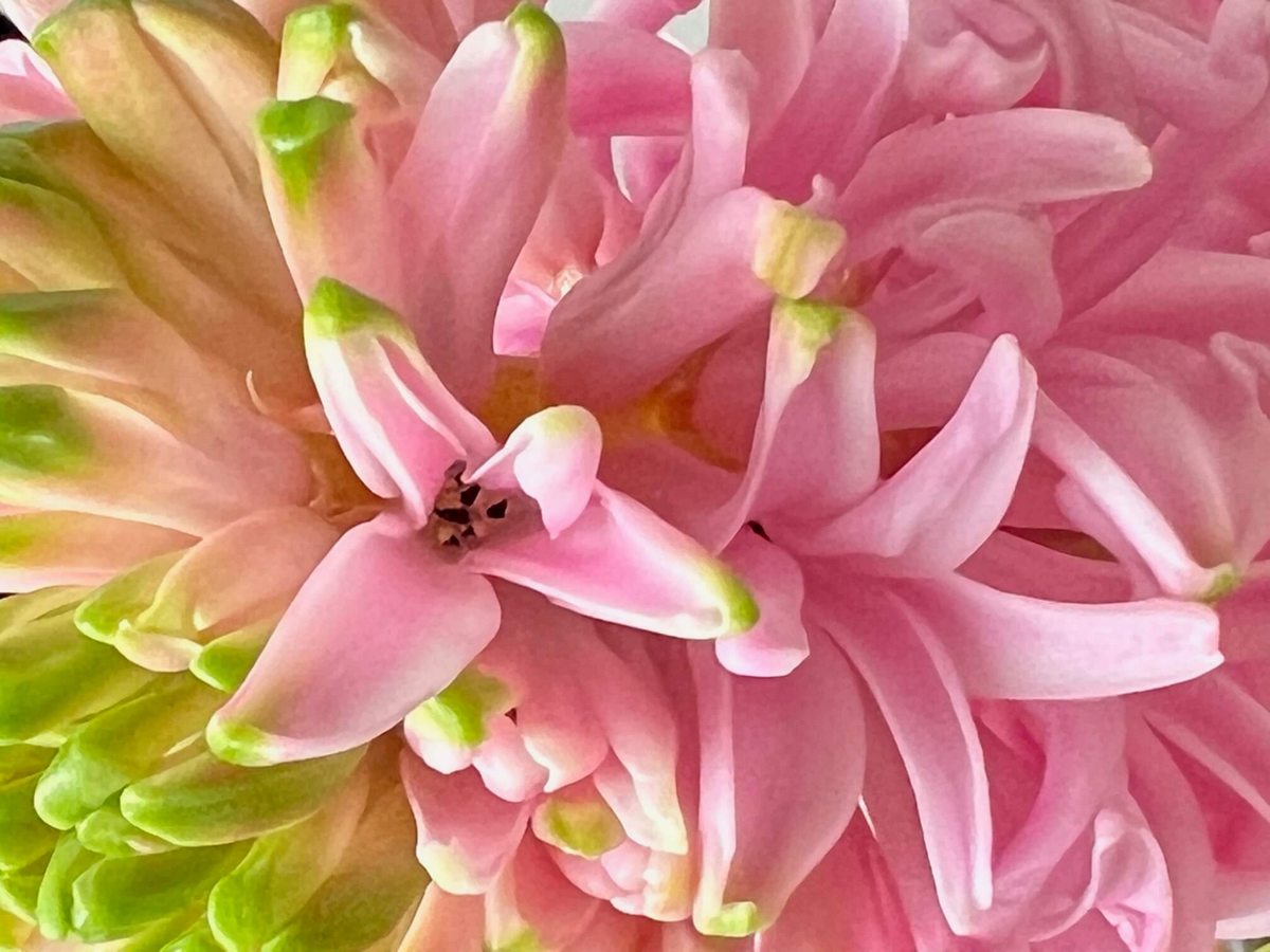 jacinthe rose en floraison
