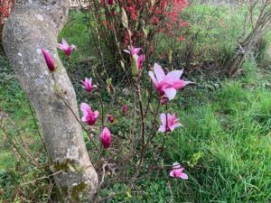 magnolias jardin en bourgogne
