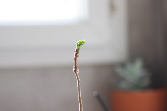 Faire Pousser Un Ginkgo Biloba Strawberries