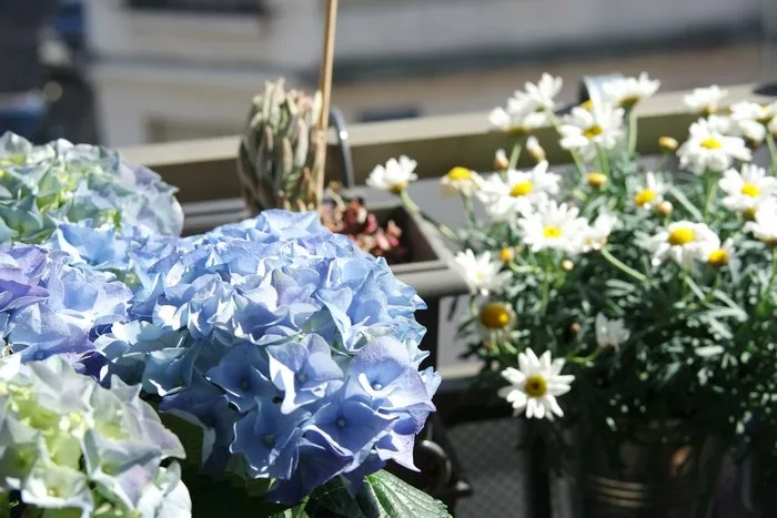 hortensia bleu et anthemis blanc balcon