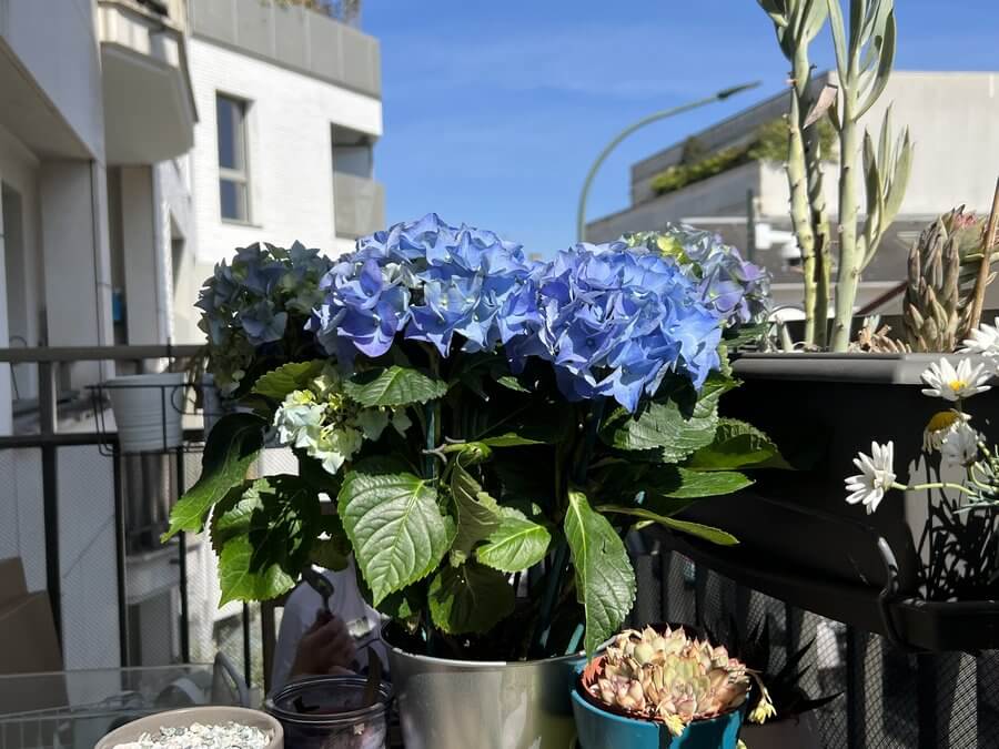 hortensia hydrangea bleu clair en pot balcon