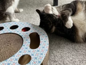 jouet chat action carton balle