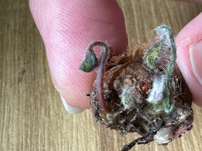 bulbe tubercule d oxalis deppei avec des petites tiges et feuilles