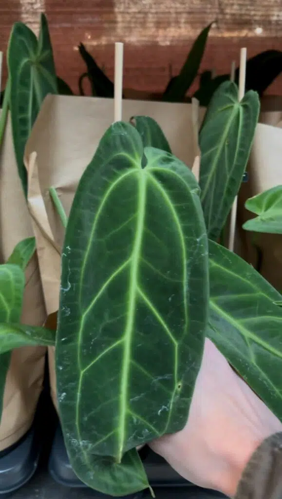 anthurium warocqueanum plantes pour tous a 9 99