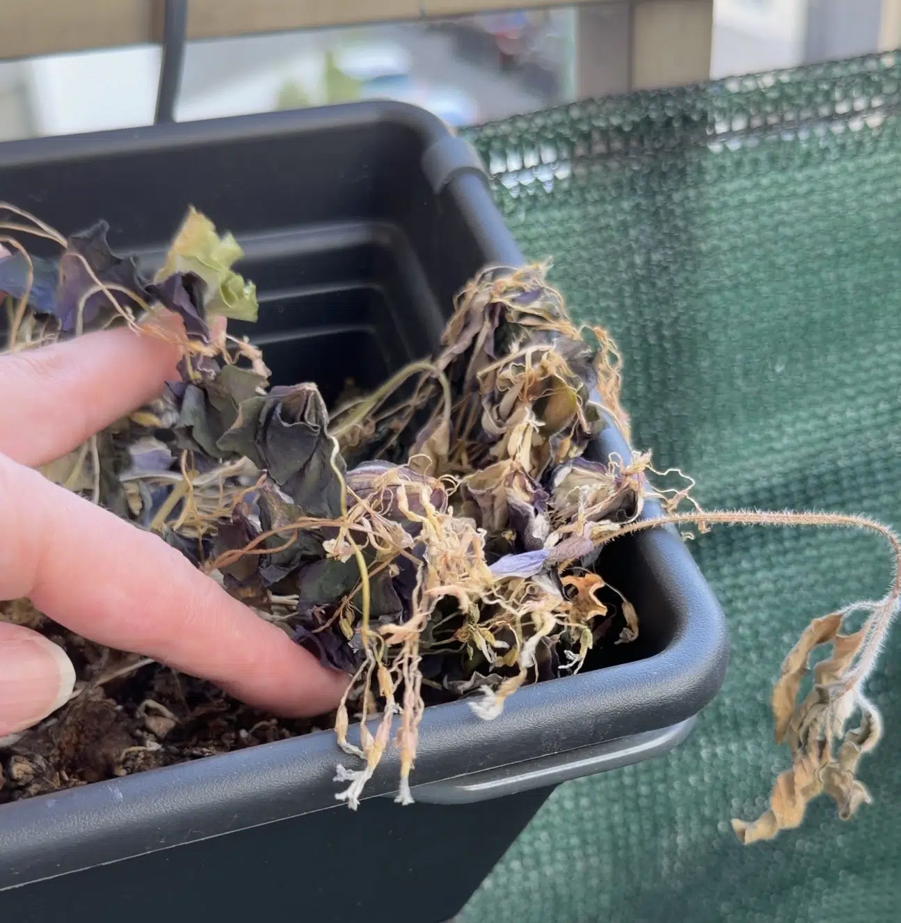 Oxalis pourpre après la canicule de juillet 2026