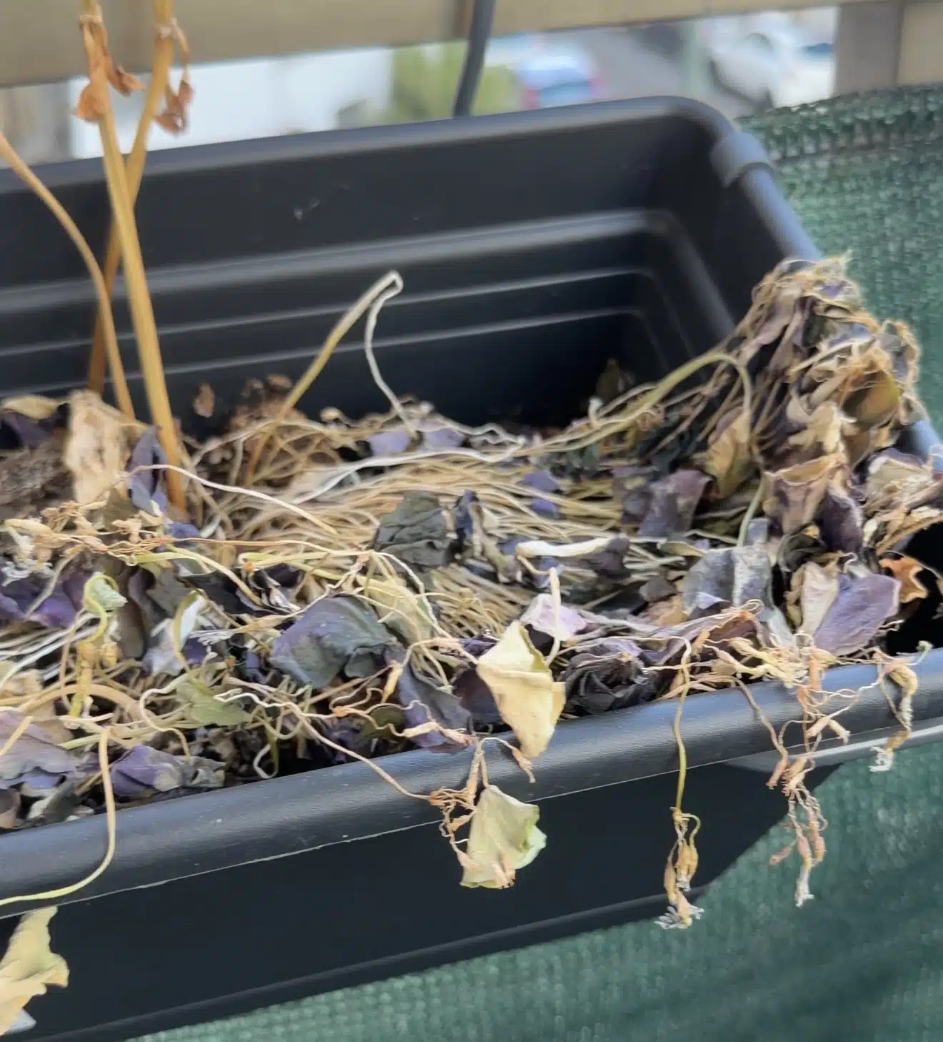 Oxalis pourpre entièrement desséché